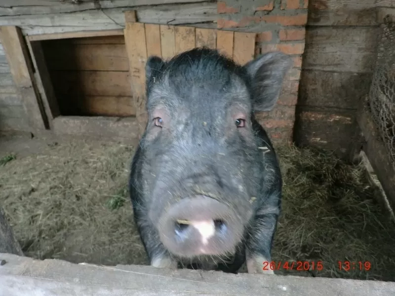 Продажа вьетнамских свиней 